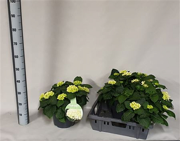 Hydrangea Ma Crystal Palace 12+