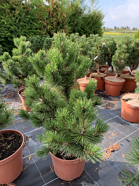 Сосна гельдрейха Дольче Дом