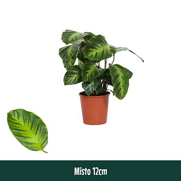 Calathea Misto