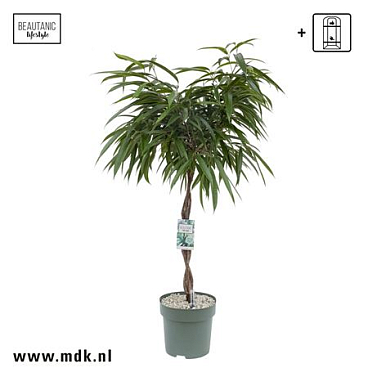 Ficus Bin Alii Twisted Stem