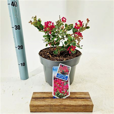 Lagerstroemia Indica With Love Kiss