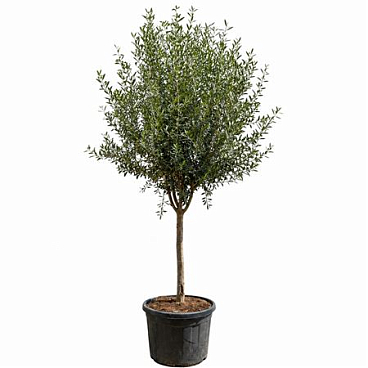 Olea Europaea Cultivo