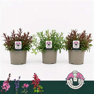 Gaura Lindheimeri Mix Gaudi