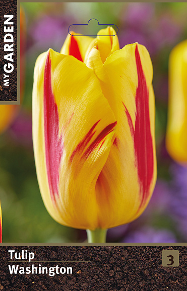 Тюльпан триумф Вашингтон
