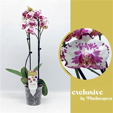 Phal 2st Viola 16+ (phalaenova)