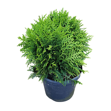 Туя западная Даника | Оптовая цветочная компания «Флора Групп» Туя западная Даника