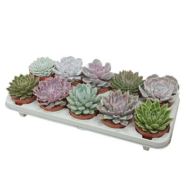 Echeveria Mix