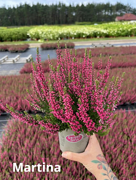 Каллуна обыкновенная Мартин