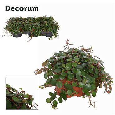Peperomia Pepperspot