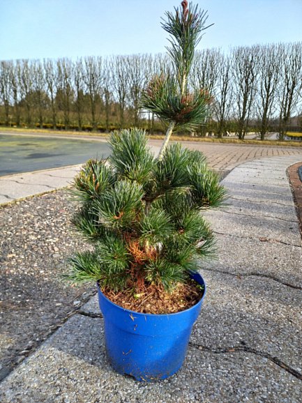 Сосна мелкоцветковая Негиши