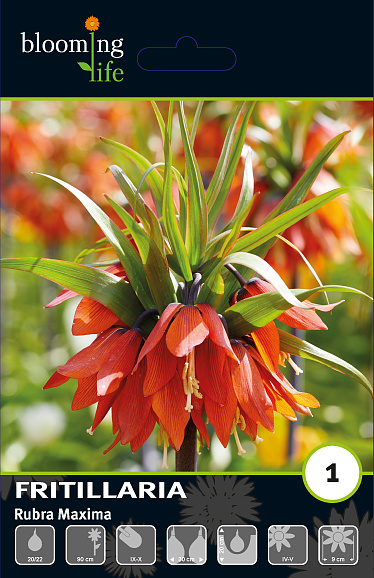 Рябчик императорский Рубра Максима