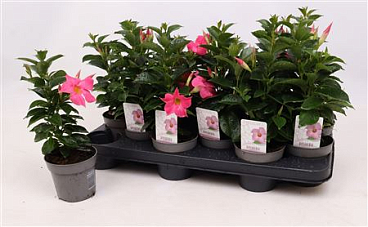 Dipladenia Rio Pink