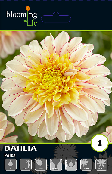 Георгина анемоновидная Полка