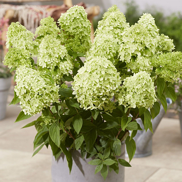 Гортензия метельчатая Гарденлайт Грин Лайт