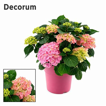 Hydrangea Bol Pink 10 - 15 Kop In Gekleurde Sierpo