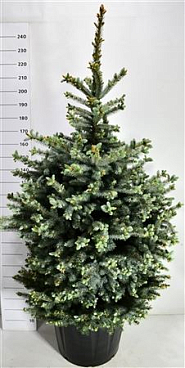 Picea Pung Super Blue
