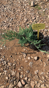 Можжевельник виргинский Грей Оул