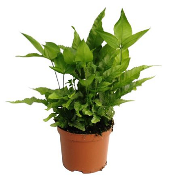 Pteris Cretica Parkeri