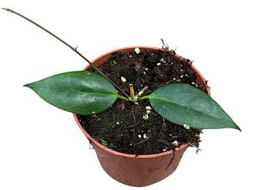 Hoya Paziae