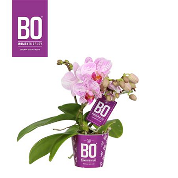 Phal 2st Candy Pink (opti)