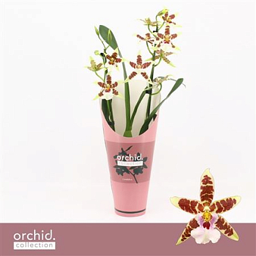 Cambria 2st Renaissance White Orchid Collec