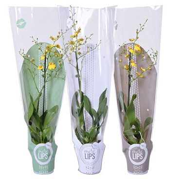 Oncidium 1st Musterland (morelips)