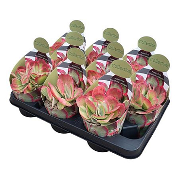 Kalanchoe Thyrsiflora Variegata Potcover