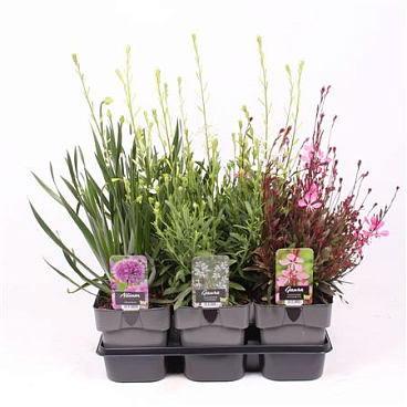 Plant Mix Perennials