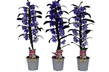 Dendr Nob 1st Painted Purple (injected)