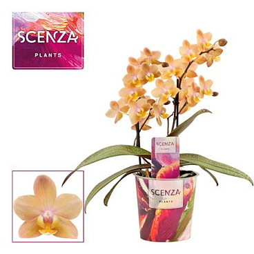 Phal 2st Aroma Scention (duijn Hove)