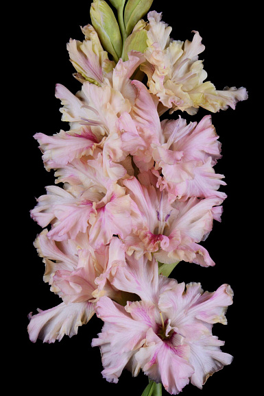 Гладиолус крупноцветковый Алиса В Стране Чудес