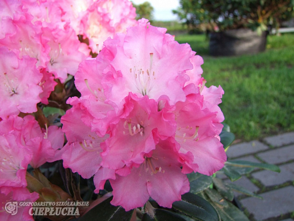 Рододендрон гибридный Владислав Локетек