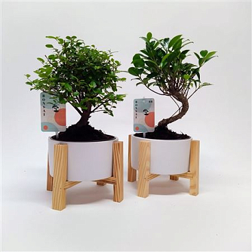 Bonsai Mix In Wooden Cross