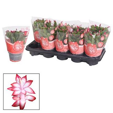 Schlumbergera Red Exotic