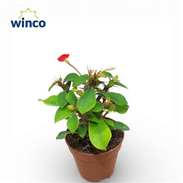 Euphorbia Milli Red Flower