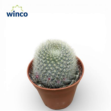 Rebutia Muscula