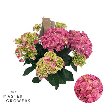 Hydrangea Ma Campino Pink 7+
