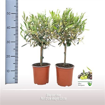 Olea Europaea On Stem