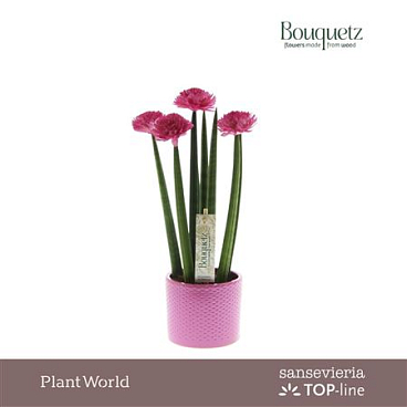 Sansevieria Ceramix
