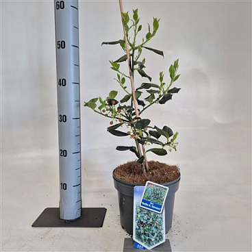 Ilex Nellie R. Stevens