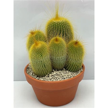 Leninghausii