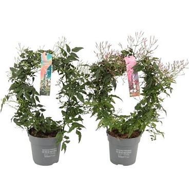 Jasminum Mix Arch 200+