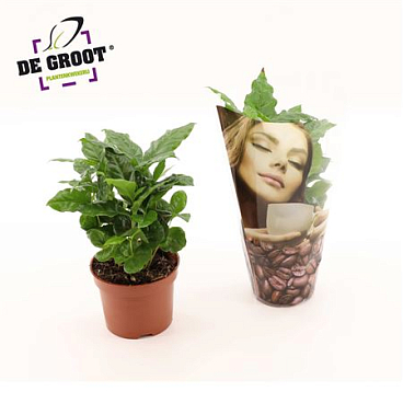 Coffea Arabica In Deco Sleeve