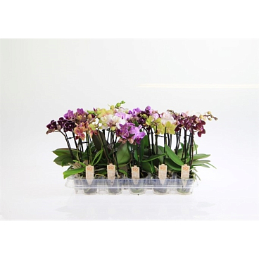 Фаленопсис Мини микс