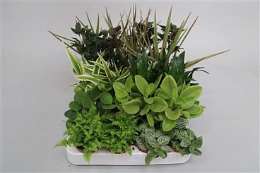 Plantmix Mini (hkw.velden)