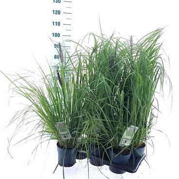 Pennisetum Alo Red Head