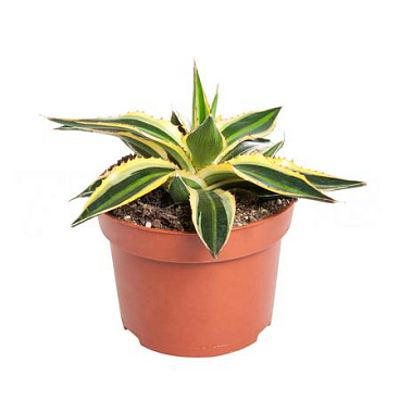 Агава лопанта Квадриколор