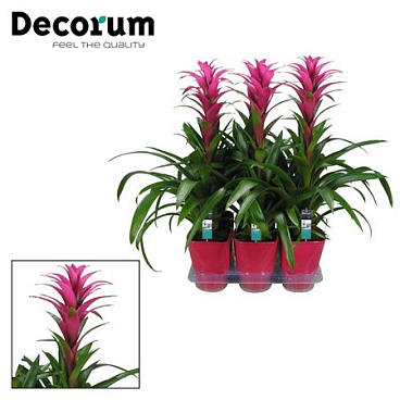 Guzmania Freya Luxe Ceramic (decorum)