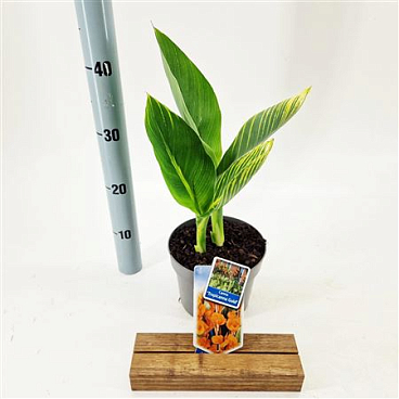 Canna Tropicana Gold