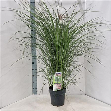Miscanthus Sin Red Cloud